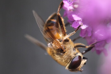 bee on a flower
