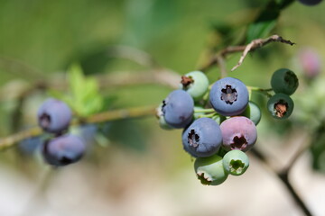 blueberries on the bush