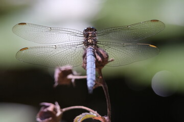 young dragonfly on a branch, blue dragonfly, small