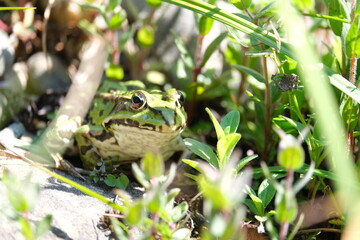frog in the grass