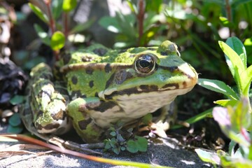 Pelophylax green edible frog sitting on a stone close up macrophotography