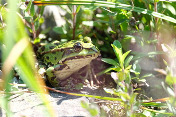 Pelophylax green edible frog sitting on a stone close up macrophotography