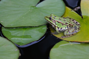 Pelophylax green edible frog sitting on a water lily close up macrophotography - Powered by Adobe