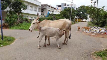 Cow feeding milk to its calf in India