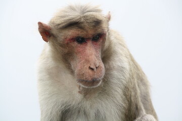Monkey sitting and looking at something