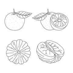Mandarin doodle line icons set vector illustration. Hand drawn outline whole orange isolated on white background