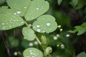 Water drops on the leaves of a plant