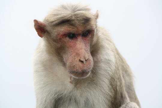 Monkey sitting and looking at something
