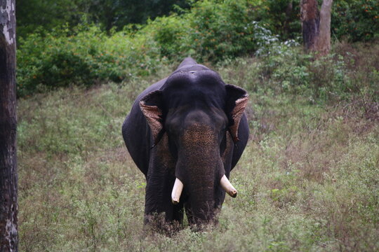 Wild elephant standing in the forest