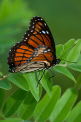 Viceroy butterfly on green foliage