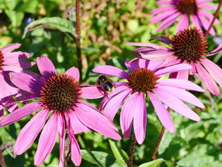 Pink Echinacea, pollinator, bee, bumblebee
