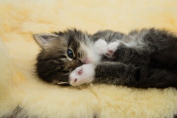 Siberian kitten in a small bed