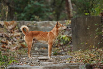 Naklejka na ściany i meble A skinny dog stands on overgrown steps in a Thai jungle. 