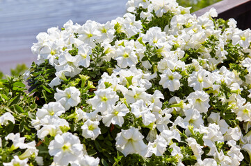 Petunia, White Petunias in the pot. Lush blooming colorful common garden petunias in city park. Family name Solanaceae, Scientific name Petunia