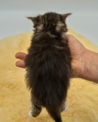 Back siberian kitten 4 weeks