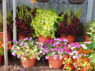 Plants in pots, container gardening, flower garden
