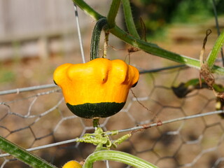 Different shape, colour and texture gourds, autumn, halloween display, yellow, red, wrinkled gourds