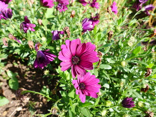 Cape Rain-daisy, Dimorphotheca pluvialis , perennial garden