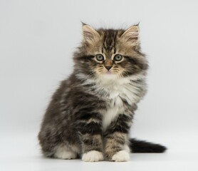 Siberian kitten on a white background