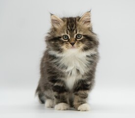 Siberian kitten on a white background