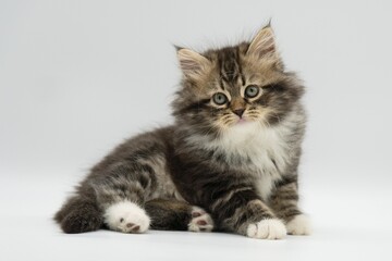 SiberSiberian kitten on a white backgroundian kitten on a white background