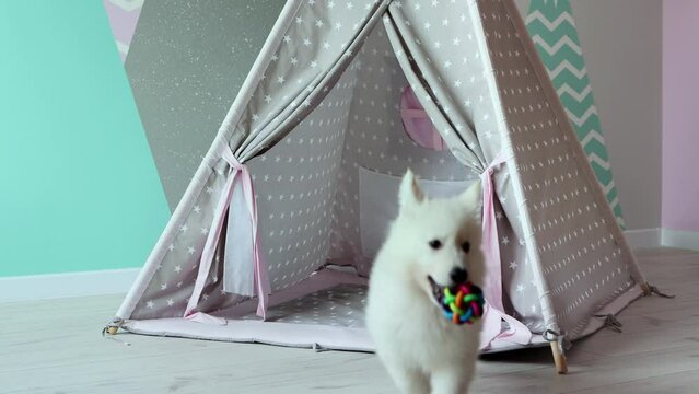 A White Swiss Shepherd puppy is playing mischievously in the children's room. A cute white puppy is playing in a children's wigwam. Pets concept. 4k footage.