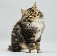 Siberian kitten on a white background