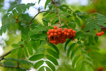 rowan in autumn in Latvia in the city 5