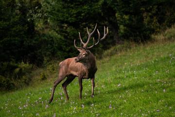 Red Deer - Cervus elaphus, large beautiful iconic animal from European forests and meadows, White Carpathians, Slovakia.