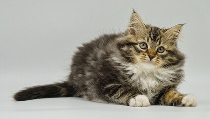 Siberian kitten on a white background