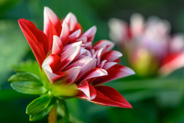chrysanthemum in autumn on a sunny day 2