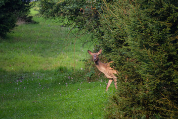 Red Deer - Cervus elaphus, large beautiful iconic animal from European forests and meadows, White Carpathians, Slovakia.