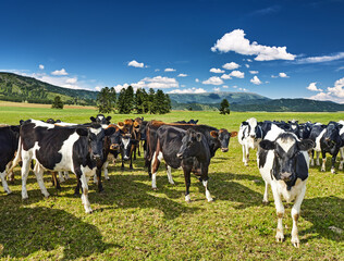 Herd of cows in a green field