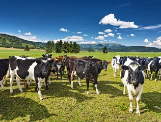 Foto op Plexiglas Toilet Herd of cows in a green field