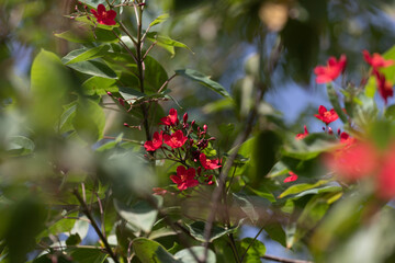 red rose bush