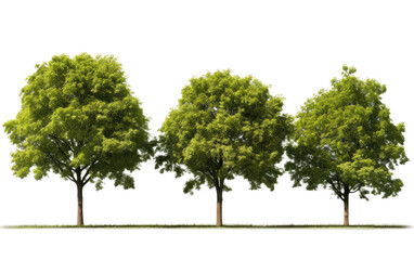 Arboreal Collection A Scenic Array of Towering Trees Isolated on a Transparent Background PNG.