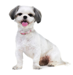 Animal, pet and portrait of dog in studio for friendship, adoption and rescue on white background. Domestic pets, mockup and isolated fluffy, adorable and cute Lhasa apso for happy, fun and health