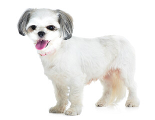 Happy, pet and dog on a white background in studio for adoption, playing and friendship. Domestic...