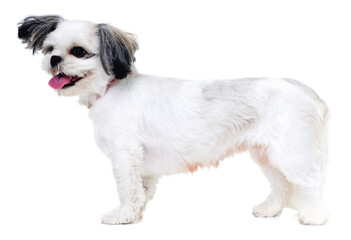 Animal, pet and happy dog on a white background in studio for friendship, adoption and fun. Domestic pets, mockup and isolated fluffy, adorable and cute Lhasa apso with energy, freedom and health