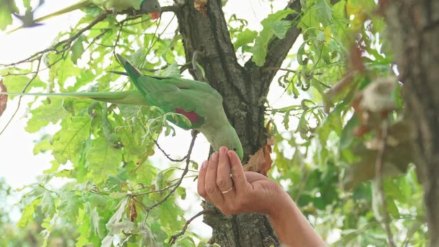 A man feeds a necklace parrot on a tree branch in a bird park with his hand. Ringed parrot in a modern zoo or in wildlife.