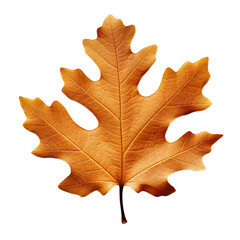 Fototapeta premium front view of Oak leaf isolated on a white transparent background 