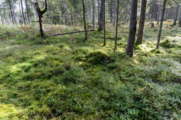 Landscape of green forest in summer