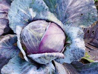 Red Cabbage in Autumn Garden, allotment growing, September 2023