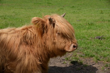 Fototapeta premium A large cow with long hair in the grass