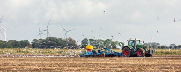 Big flock of hungry seagulls birds following modern tractor agricultural machine at farm field sowing earth or prepare soil planting seeds. North european farmland rural landscape banner © Kyryl Gorlov