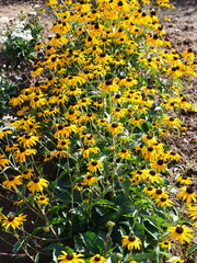 Rudbeckia flowers