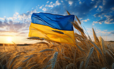 Ukrainian flag against the background of a wheat field at dawn
