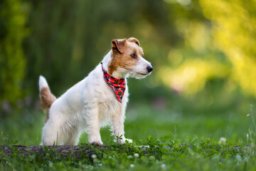 Beautiful purebred jack russell terrier standing, listening in the grass. Small, smart and active dog breed.