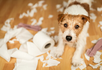 Funny, hyperactive, playful dog after biting, chewing a toilet paper. Pet mischief, puppy training or separation anxiety.