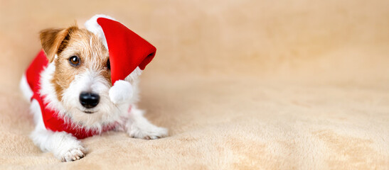 Happy christmas surprise santa dog puppy, new year holiday greeting card background or banner with copy space.